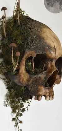 This live wallpaper for your phone depicts a skull adorned with lush moss and thriving mushrooms