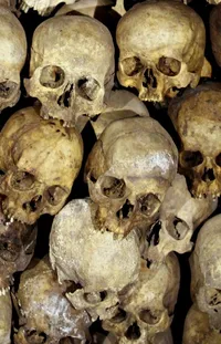 Bone Skull Anthropology Live Wallpaper