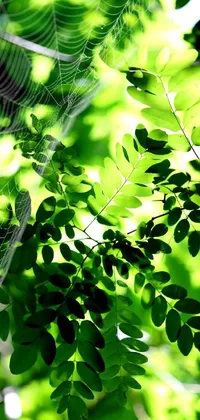 Botany Leaf Branch Live Wallpaper
