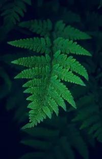 Botany Leaf Terrestrial Plant Live Wallpaper