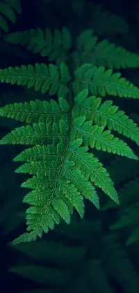 Botany Leaf Terrestrial Plant Live Wallpaper