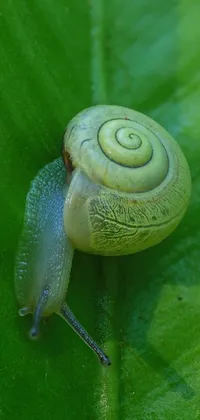 Botany Plant Snail Live Wallpaper