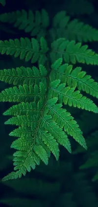 Botany Terrestrial Plant Organism Live Wallpaper