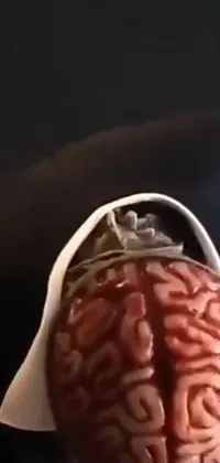 Brain Ingredient Human Anatomy Live Wallpaper