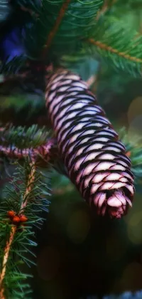 This live phone wallpaper features a close-up of a beautiful pine cone on a tree