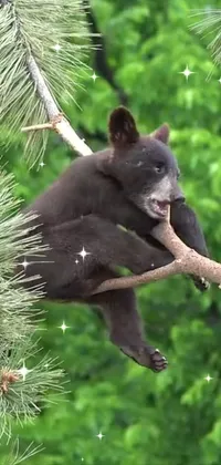 Enjoy a stunning black bear live wallpaper for your phone! Watch as the bear sits on a tree branch in the star-filled night sky, creating a serene and magical atmosphere