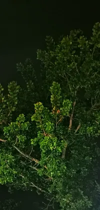 Branch Twig Natural Landscape Live Wallpaper
