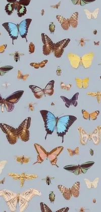 Decorate your phone with a stunning live wallpaper featuring colorful butterflies fluttering on a blue background