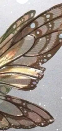 Brown Arthropod Butterfly Live Wallpaper