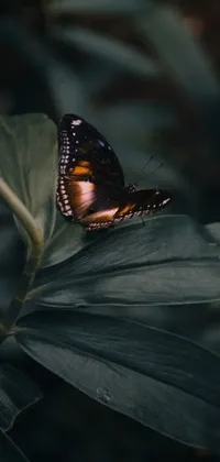 Transform your phone's home screen with this captivating live wallpaper featuring a gorgeous butterfly sitting serenely on a lush green leaf