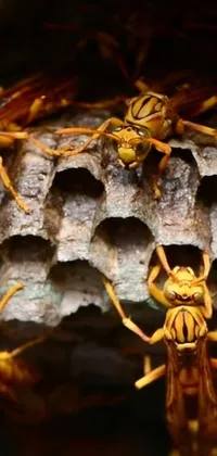 Brown Arthropod Insect Live Wallpaper