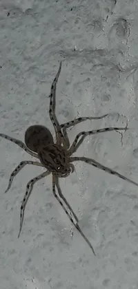 Brown Arthropod Spider Live Wallpaper