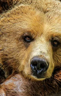 Brown Bear Kodiak Bear Grizzly Bear Live Wallpaper