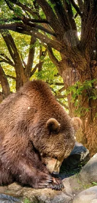 Brown Bear Plant Grizzly Bear Live Wallpaper