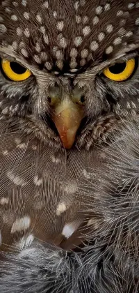 This phone live wallpaper showcases the beautiful and intricate portrait of an owl with striking yellow eyes