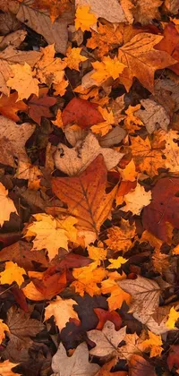 Looking for a phone live wallpaper that perfectly captures the beauty of autumn? Look no further than this stunning high-quality product image, inspired by the natural beauty of falling leaves
