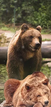 Brown Brown Bear Carnivore Live Wallpaper