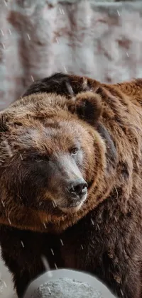 Brown Brown Bear Kodiak Bear Live Wallpaper