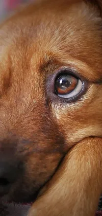 Get enchanted by this phone live wallpaper of an adorable brown dog lying on a cozy blanket