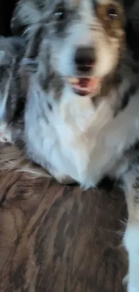 This phone live wallpaper features a stunning image of an Australian Shepherd dog lying on a wooden floor