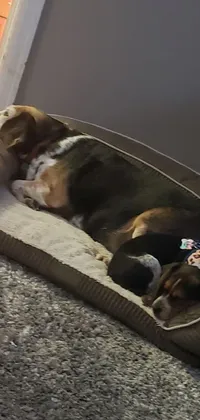 This cute live wallpaper features two dogs peacefully napping on a dog bed