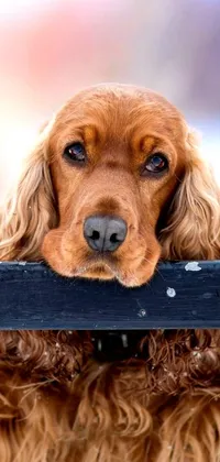 This mobile live wallpaper showcases a charming brown dog relaxing on a wooden bench