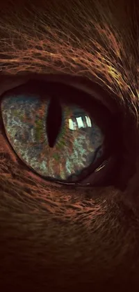 This phone live wallpaper showcases an incredible, detailed digital art rendering of a domestic caracal's eye by Anna Haifisch, displayed in photorealistic clarity