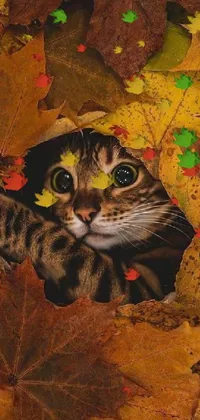 This phone live wallpaper features a realistic illustration of a curious cat peeking out of a pile of leaves during the changing of the seasons