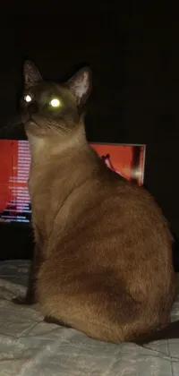 This phone live wallpaper presents a striking image of a Siamese cat sitting on a bed in front of a TV screen, with glowing dark red eyes adding a hint of spookiness to this eye-catching design