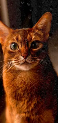 Brown Cat Felidae Live Wallpaper