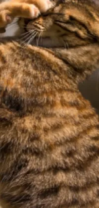 Brown Cat Vertebrate Live Wallpaper