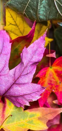 Brown Colorfulness Light Live Wallpaper