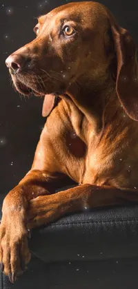 Brown Dog Dog Breed Live Wallpaper