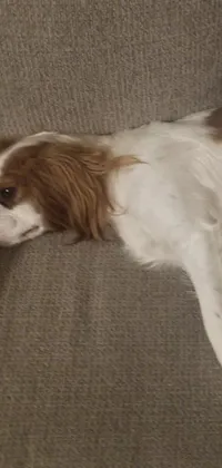 Looking for a cute and realistic wallpaper for your phone? Check out this live wallpaper featuring a charming Cavalier King Charles Spaniel dog, laying on top of a couch