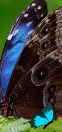 This live phone wallpaper features a stunning macro photograph of a butterfly perched on a leaf