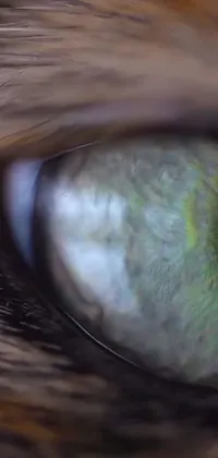 This captivating phone live wallpaper showcases a green cat eye in extreme closeup