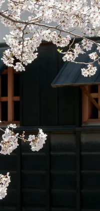 This Japanese-inspired live wallpaper features a beautiful tree with stunning white blossoms standing in front of a traditional building