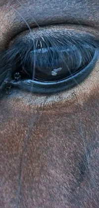 This spectacular phone live wallpaper captures a photorealistic close-up of a brown horse's eye at night under moonlight