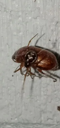 Brown Insect Arthropod Live Wallpaper
