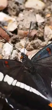 This stunning phone live wallpaper depicts a beautiful butterfly up close on the ground, captured in macro close-up