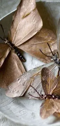 Brown Leaf Invertebrate Live Wallpaper