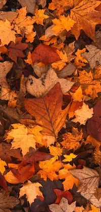 Brown Leaf Natural Environment Live Wallpaper