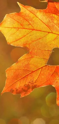 Transform your phone's look with our stunning live wallpaper! This wallpaper features a close-up shot of a bright green leaf with a heart-shaped marking on it, set against a breathtaking autumn maples backdrop