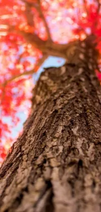This phone live wallpaper features a magnificent tall tree with red leaves in the background, providing a stunning visual experience