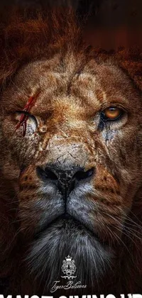 Brown Masai Lion Lion Live Wallpaper