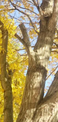 This phone live wallpaper showcases a close-up of an old tree adorned with yellow leaves, set against a serene woodland background