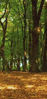 Brown Natural Landscape Tree Live Wallpaper