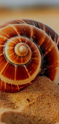 Brown Organism Nautilus Live Wallpaper