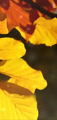 This live phone wallpaper showcases a close up of lush leaves on a tree