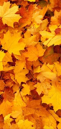 This phone live wallpaper boasts a colorful and vibrant display of yellow and red leaves scattered on the ground against an orange background